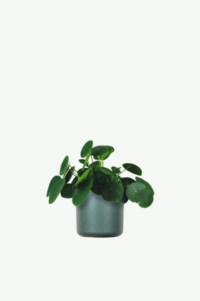 plants-ecommerce-product-featured-img-11 plants ecommerce product featured img 11
