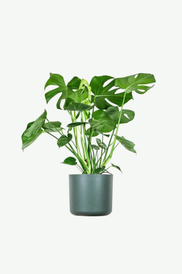 plants-ecommerce-product-featured-img-14 plants ecommerce product featured img 14