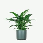 plants ecommerce product featured img 15