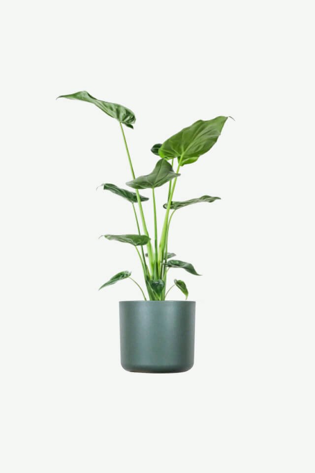 plants-ecommerce-product-featured-img-17 plants ecommerce product featured img 17