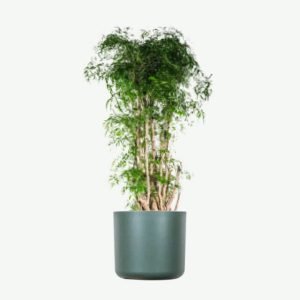 plants-ecommerce-product-featured-img-19 plants ecommerce product featured img 19